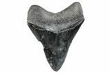 Serrated, Fossil Megalodon Tooth - South Carolina #288181-1